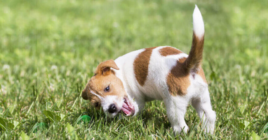 犬の しっぽ の役割と 尻尾の動作で読み解くワンコの感情 いんぬis 犬の しっぽ の役割と 尻尾の動作で読み解くワンコの感情 いんぬis