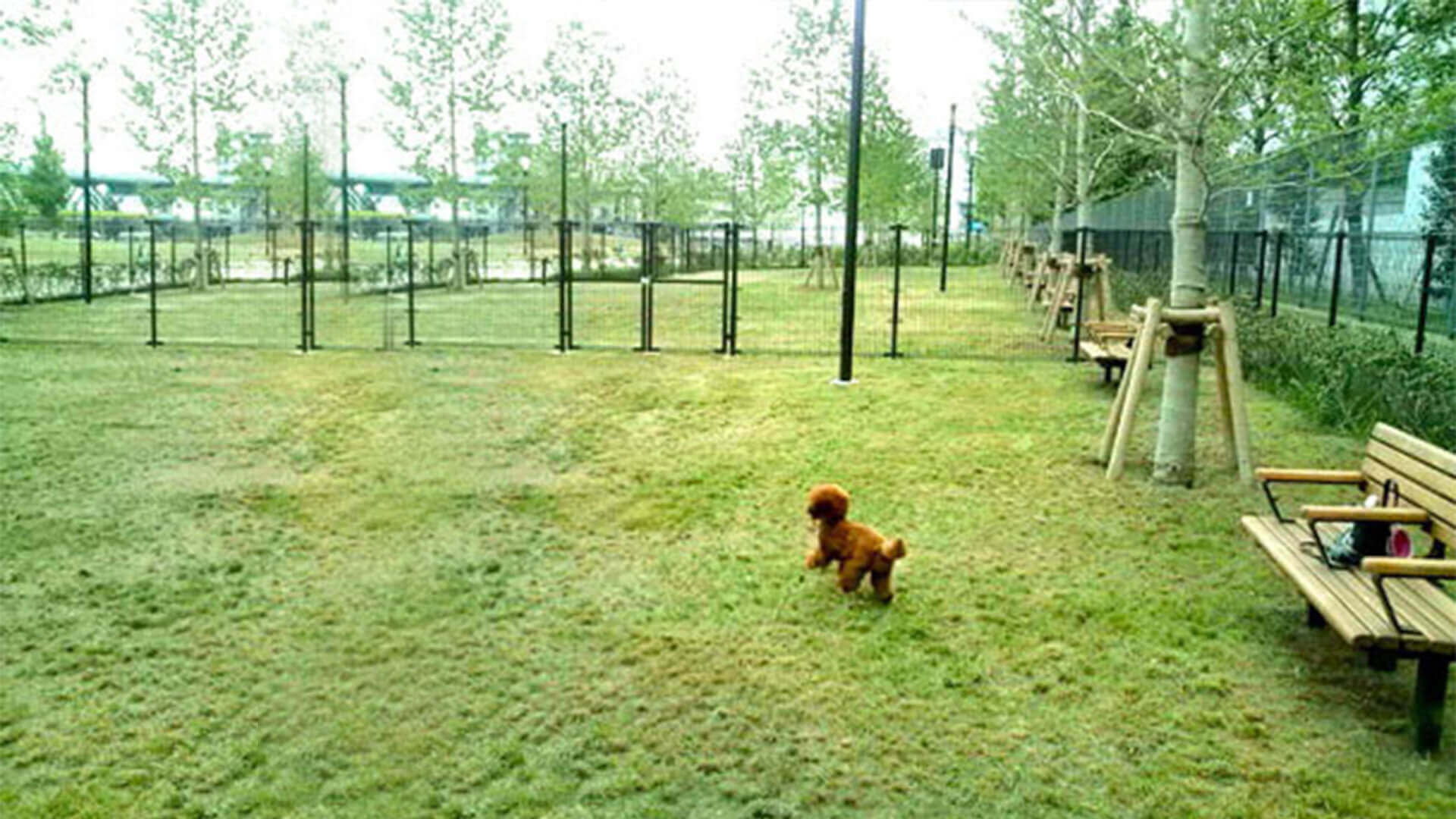 港南緑水公園ドッグラン 東京都港区 いんぬis 港南緑水公園ドッグラン 東京都港区 いんぬis