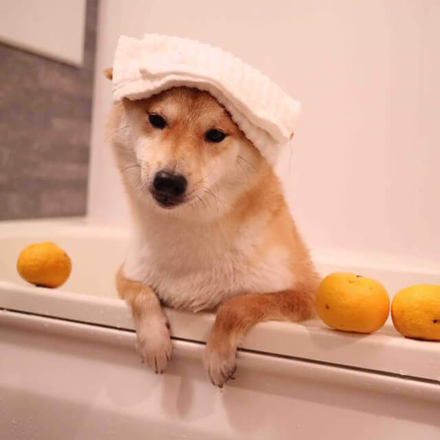 犬の気持ちを理解したい してたら 意外なメッセージ いんぬis 犬の気持ちを理解したい してたら 意外なメッセージ いんぬis