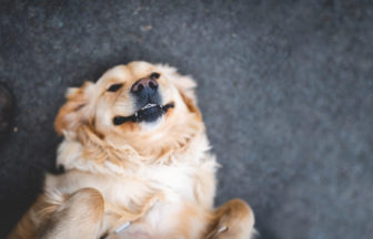 犬の気持ちを理解したい！〇〇してたら･･･意外なメッセージ