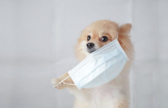 コロナウィルスは犬に感染する？2020年8月現在の見解