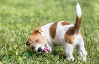 犬の“しっぽ”の役割と、尻尾の動作で読み解くワンコの感情