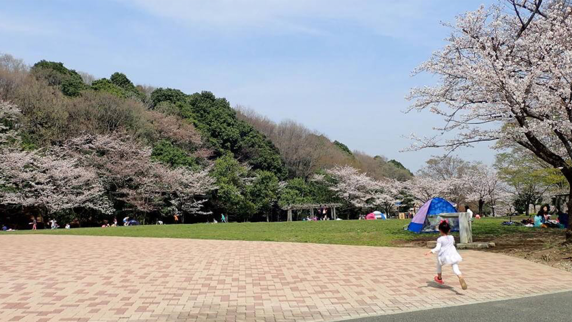 野 津田 公園 ドッグラン