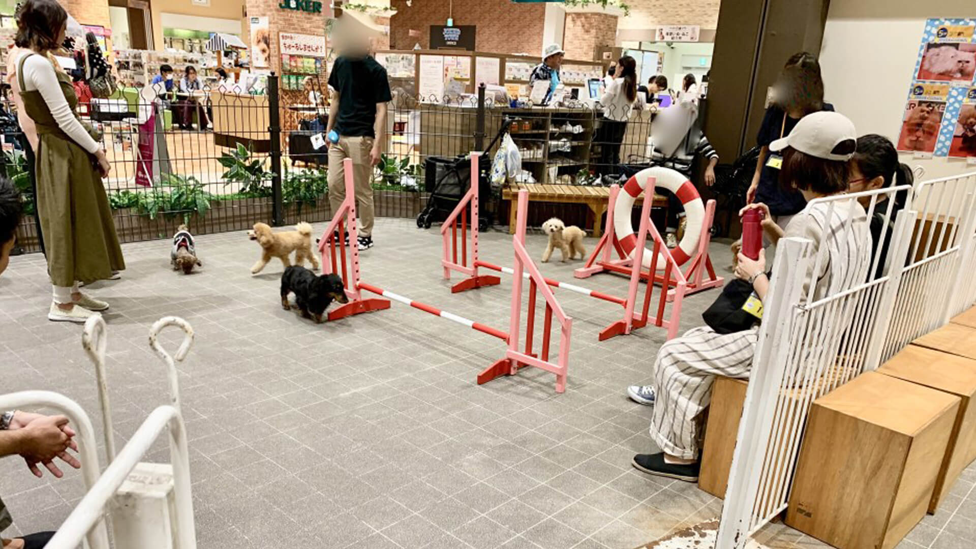 ジョーカーズタウンドッグラン 東京都江東区 いんぬis ジョーカーズタウンドッグラン 東京都江東区 いんぬis