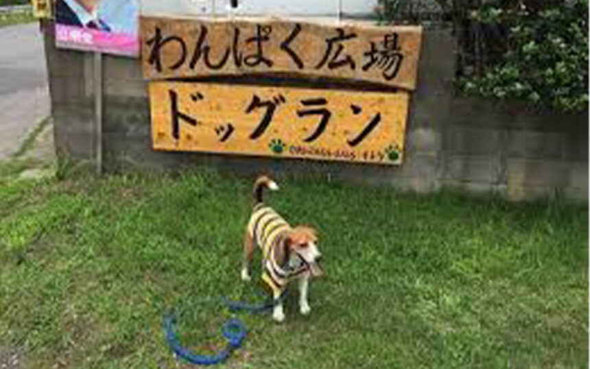 わんぱく広場ドッグラン 千葉県山武郡 いんぬis