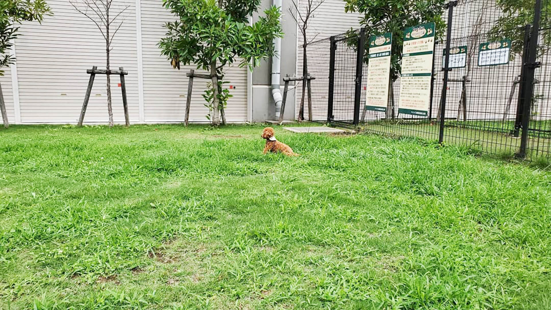 カインズホーム船橋習志野店ドッグラン 千葉県習志野市 いんぬis