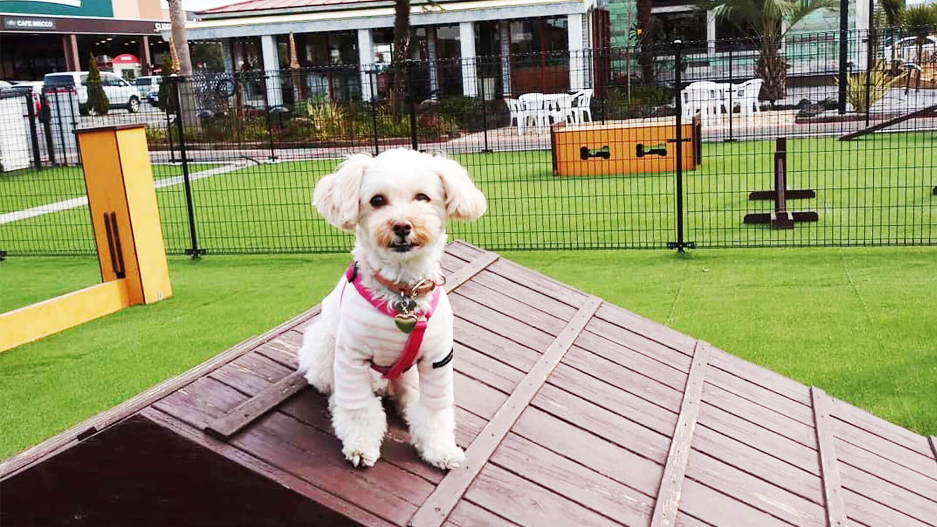カインズホーム幕張店ドッグラン 千葉県習志野市 いんぬis