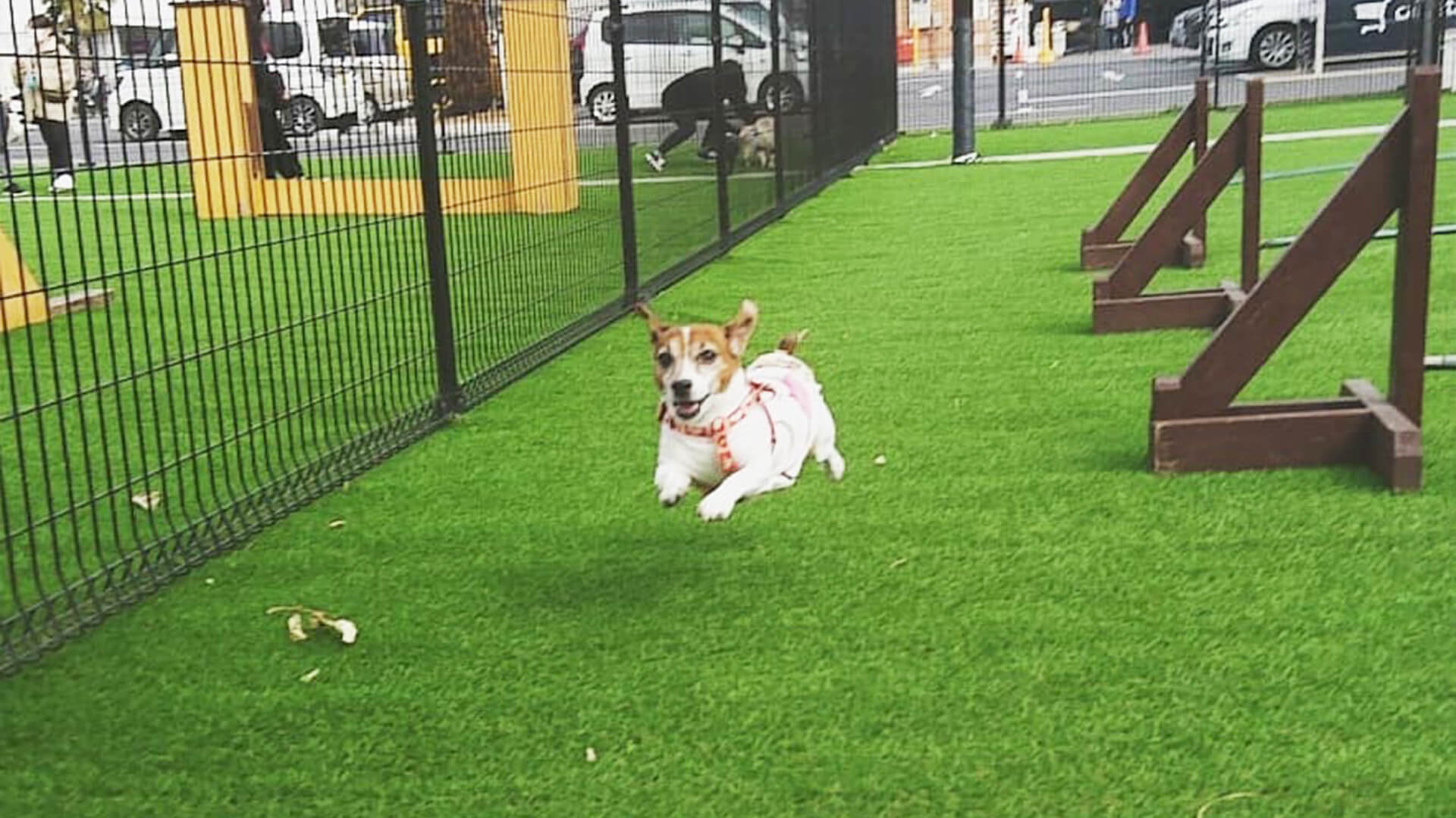 カインズホーム幕張店ドッグラン 千葉県習志野市 いんぬis