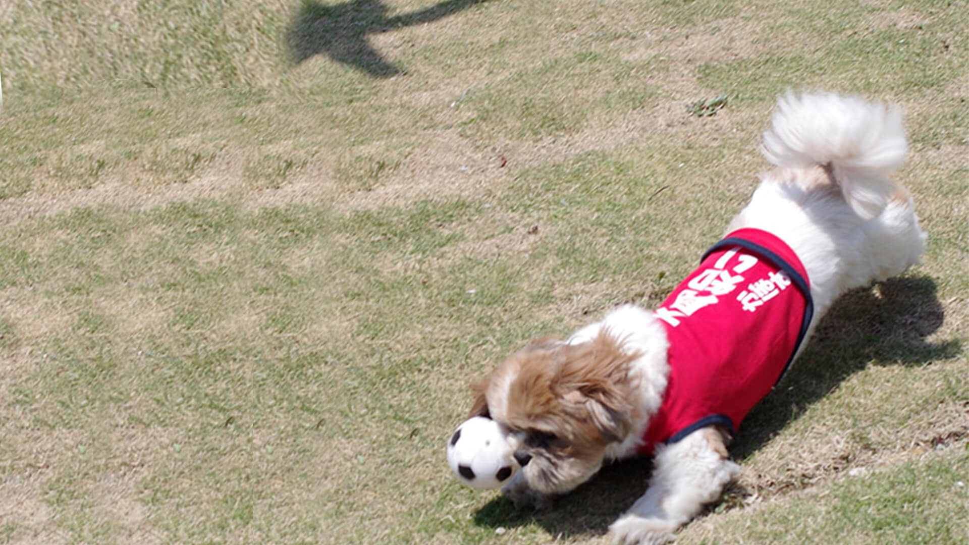 カインズホーム茂原店ドッグラン 千葉県茂原市 いんぬis