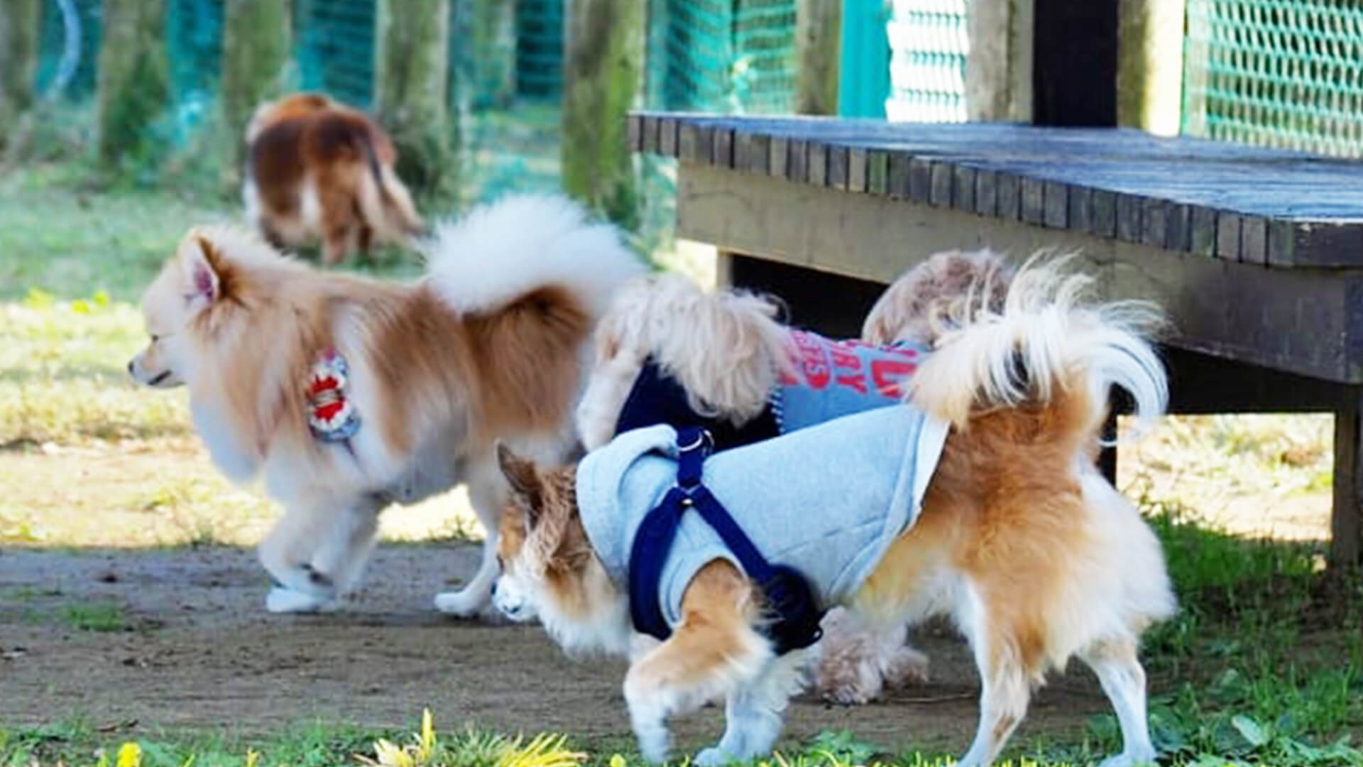 北総花の丘公園ドッグラン 千葉県印西市 いんぬis