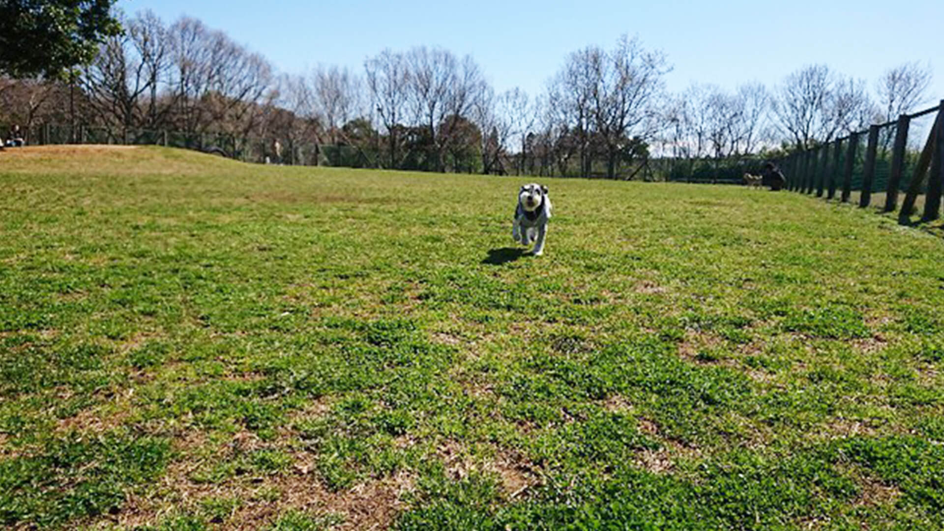 北総花の丘公園ドッグラン 千葉県印西市 いんぬis