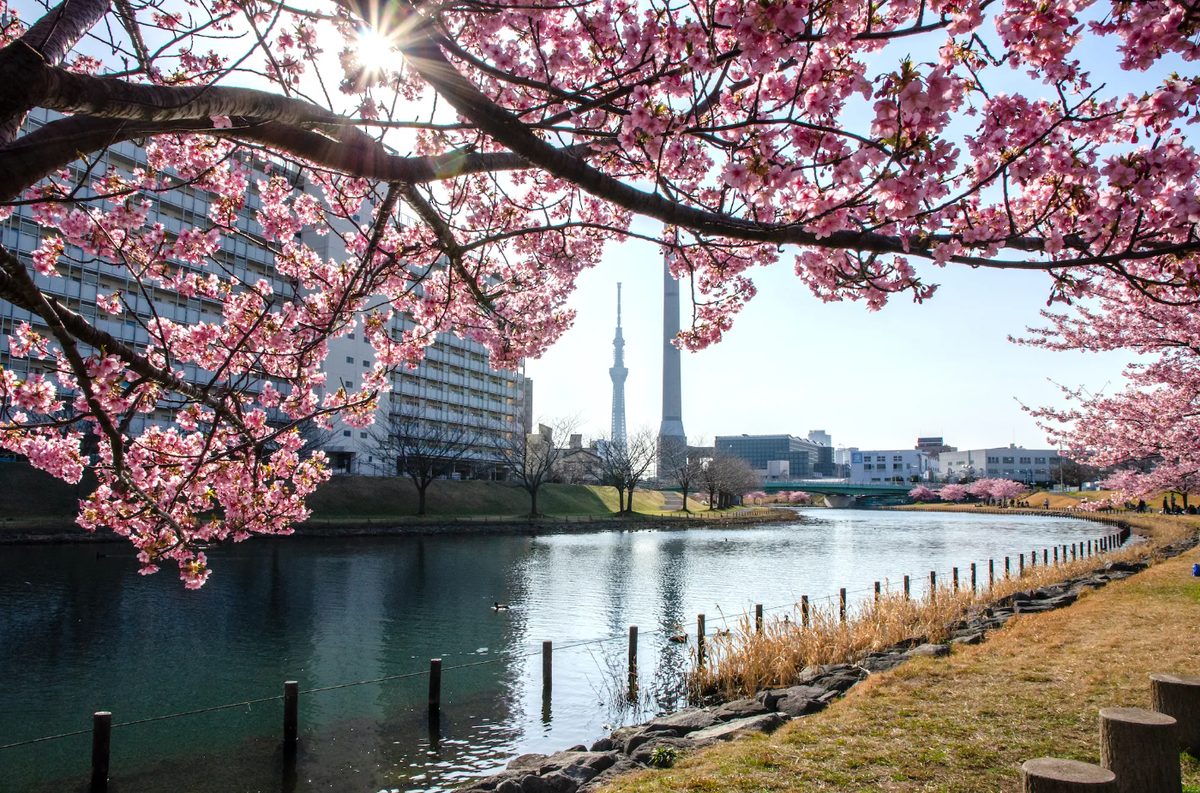 春は河津桜と旧中川の眺め