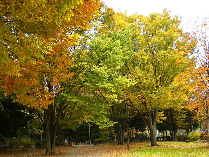 ドッグランがある都立和田堀公園の紅葉（秋の景観）