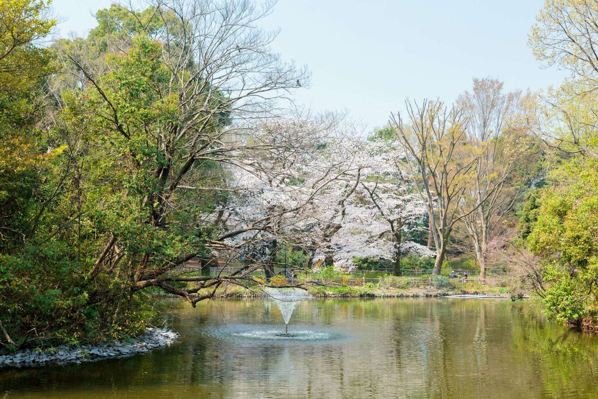 春の和田堀公園・善福寺川沿いの桜