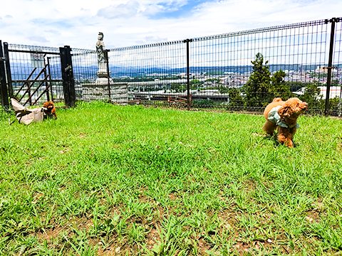 高台から街並みを望むエリア