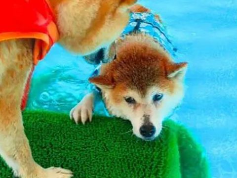 夏季限定のドッグプールで泳ぐわんちゃん（ライフジャケット着用）
