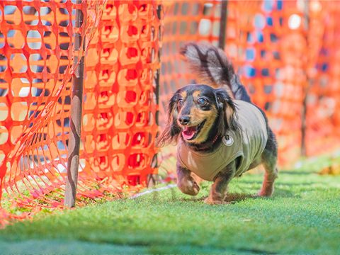 ネットで仕切られたエリアを走る小型犬