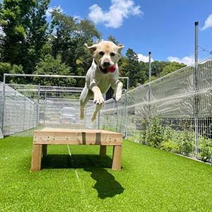 屋外ドッグランでジャンプ台（アジリティ遊具）を飛び越える犬。地面には人工芝とみられる緑の芝が敷かれている（公式サイトより）