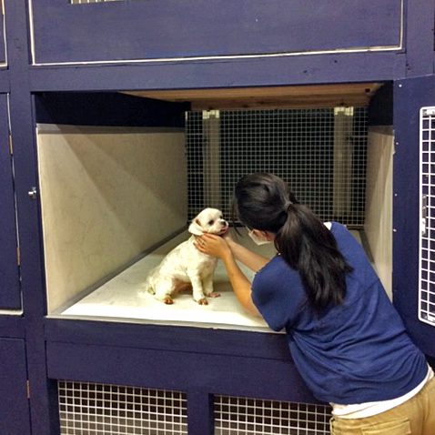 ロイヤルスウィートでスタッフが犬に声をかける様子（公式サイトより）