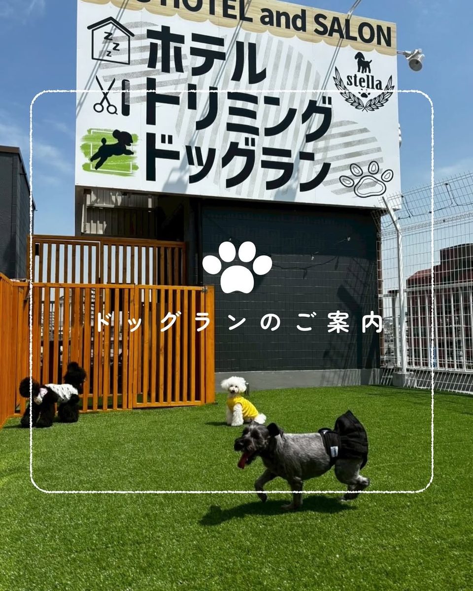 stella板橋店 屋上ドッグランで遊ぶわんちゃんたち（公式サイト・公式Instagram「ドッグランのご案内」掲載写真）