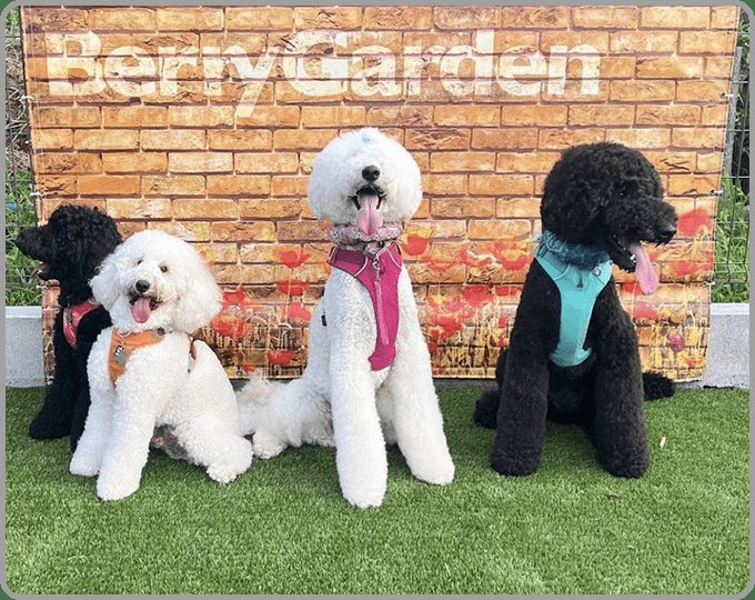 BerryGardenの背景の前で並ぶ犬たち(現在公式サイトに掲載されている写真)
