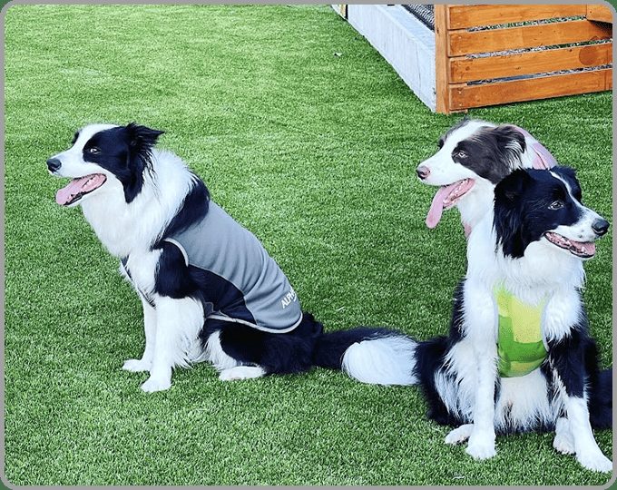 人工芝の上で過ごす犬たち(現在公式サイトに掲載されている写真)