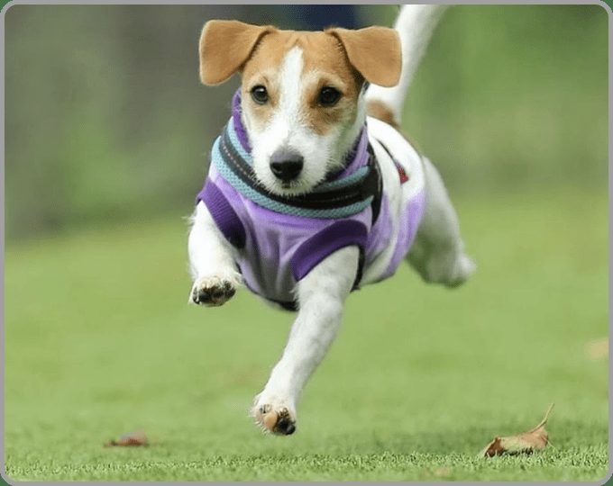 公式のドッグラン案内に掲載されている、走る犬の写真