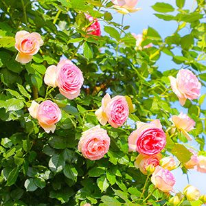 5〜7月に園内で見られるバラ。季節ごとに異なる花が楽しめる(公式サイトより)