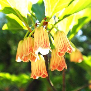 6〜7月に見られるサラサドウダンの花(公式サイトより)
