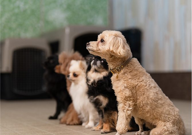 併設のドッグスクール、複数犬のトレーニング風景（ドッグパークではなくスクールの写真）（公式サイト掲載）