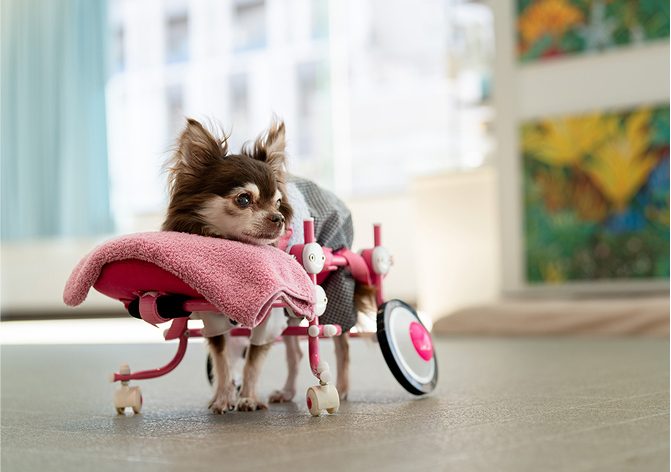 併設のドッグナーシング（老犬介護）、車いすを使う高齢犬（ドッグパークではなく介護施設の写真）（公式サイト掲載）